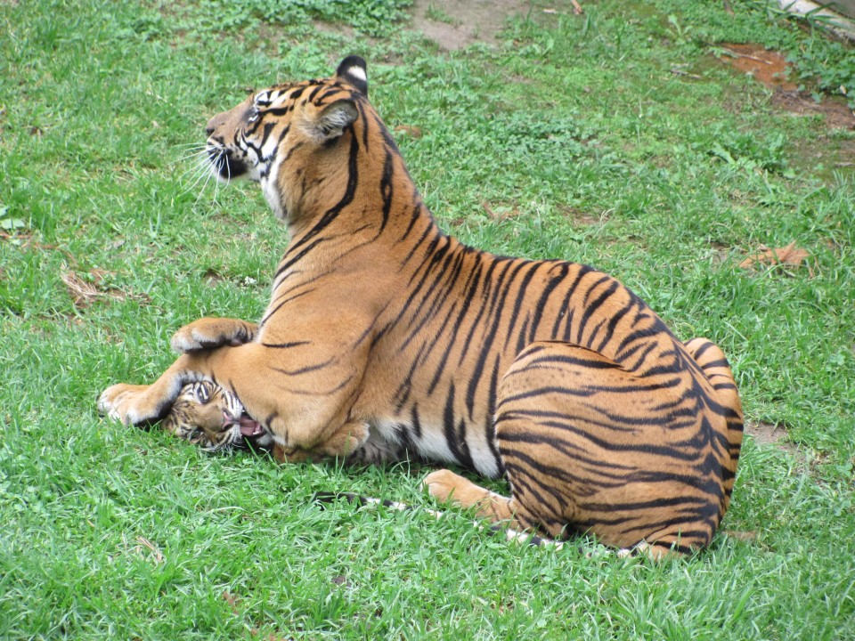 baby and mother tiger